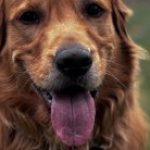 Profile photo of Amber