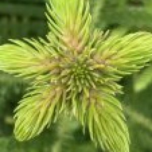 Profile photo of Bea