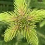 Profile photo of Bea