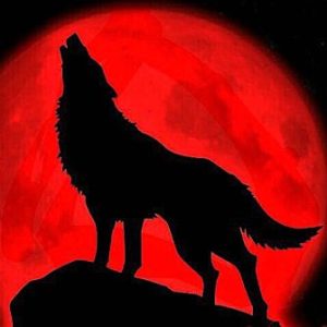 Profile photo of didgeridoo