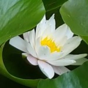 Profile photo of Gisele