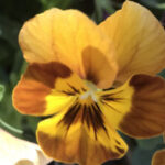 Profile photo of Victoria