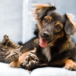 Group logo of Dogs and Cats